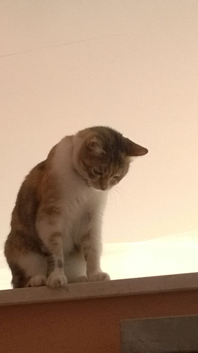 Una gattina dolcissima.