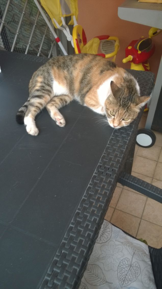 Il gatto permette che l’uomo lo aiuti ma, a differenza del cane, non lecca la sua mano. (Vance Packard)