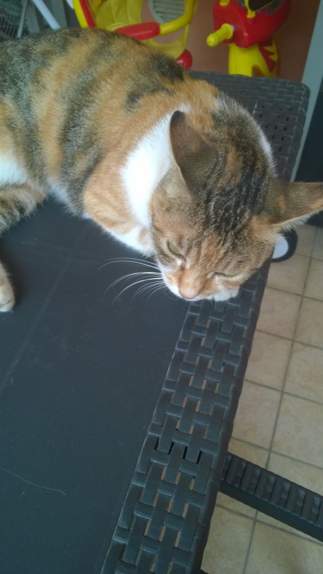 Per un gatto l’idea di essere proprietà di qualcun altro è ridicola. (Jeffrey Moussaieff Masson)