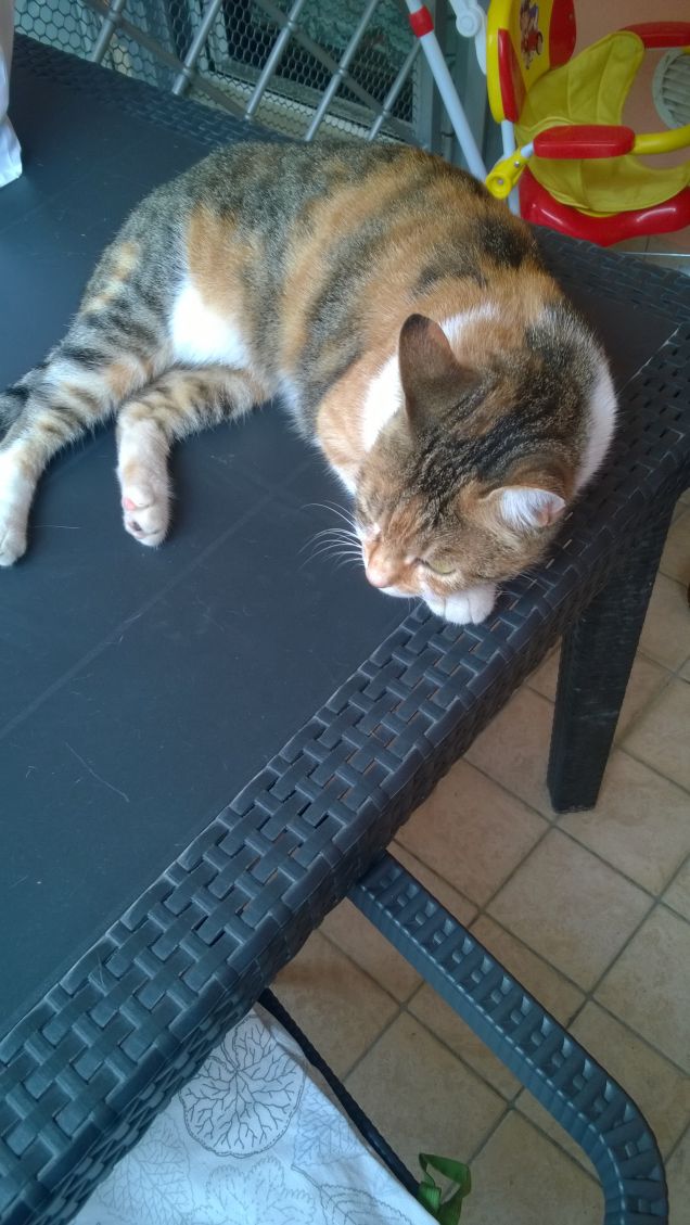 La donna seduce come un gatto, il gatto seduce come una donna (Stéphanie Hochet)