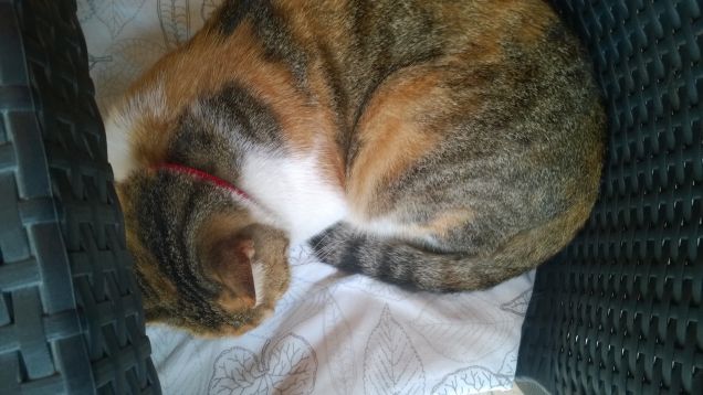 I gatti sono degli esseri fatti per immagazzinare le carezze. (Stéphane Mallarmé)