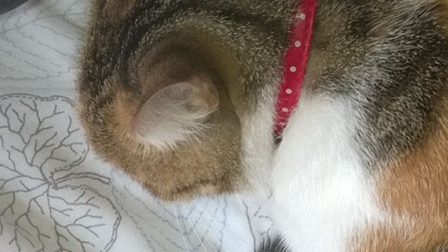 Non c’è alcuna necessità di sculture in una casa in cui vive un gatto. (Wesley Bates)