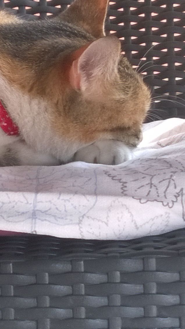 I gatti riconoscono in maniera infallibile il momento della concentrazione e s’intromettono tra essa e te. (Arthur Bridges)