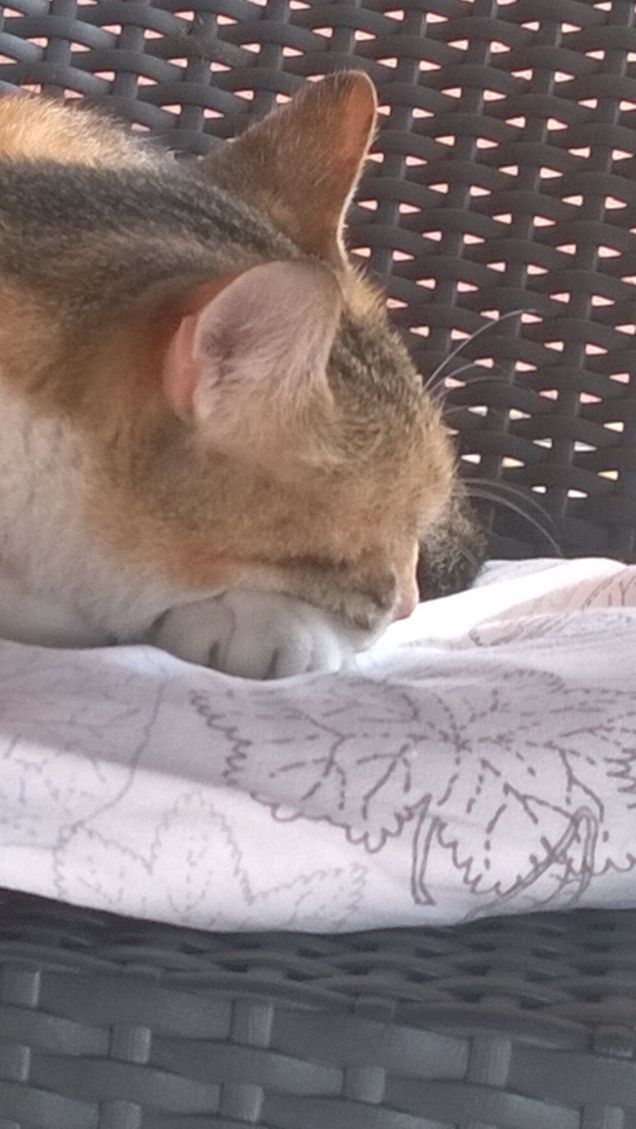 Io non mi meraviglio affatto quando il gatto fa qualcosa di misterioso, mi meraviglio quando fa cose normali. (Gino Paoli)