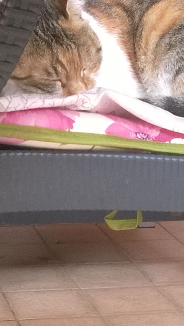 I gatti non è mai stato colto in una posa che non fosse fotogenica. (Lillian Jackson Braun)