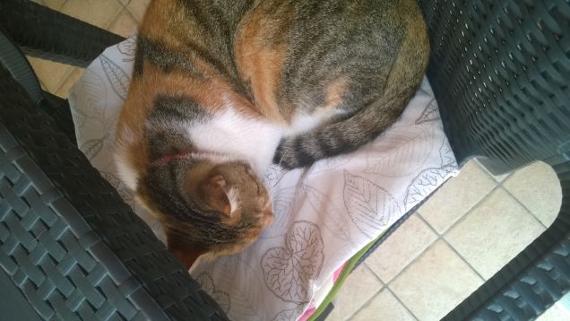 Un gatto è un leone in una giungla di piccoli cespugli. (Proverbio Indiano)