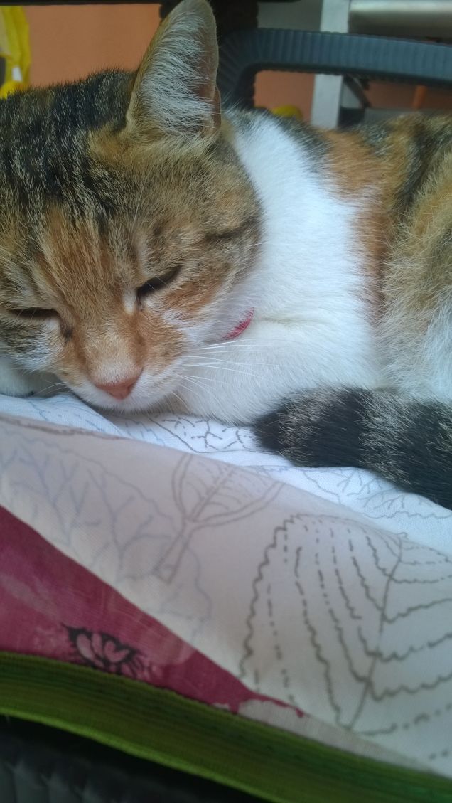 Dovremmo essere saggi la metà di quanto è saggio il gatto. E anche belli la metà. (Frank Snepp)