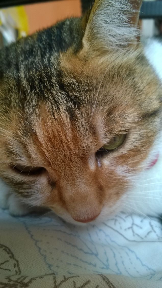 Eccomi, dice il gatto, amami come sono oppure non amarmi affatto. (J. Moussaieff Masson)