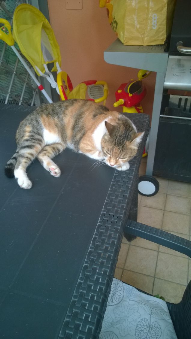 I gatti non ci accarezzano – accarezzano se stessi su di noi (Antoine Rivarol)