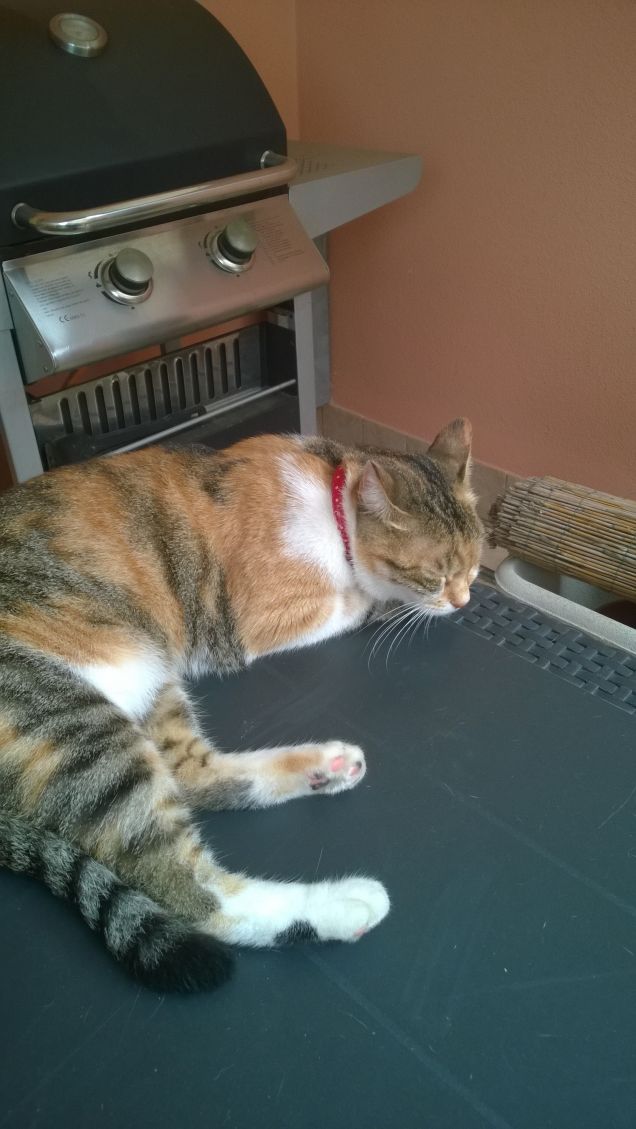 Se fosse possibile dotare i gatti di ali, essi non si accontenterebbero di essere uccelli; sarebbero angeli. (Dick Shawn)