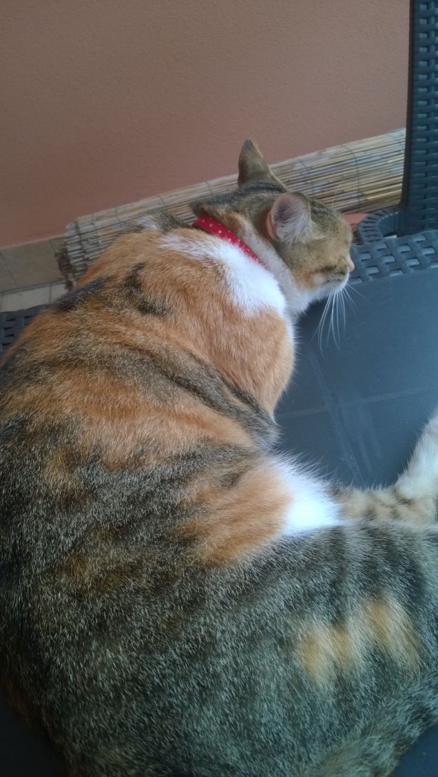 I gatti sono gli inquilini del sole: dove c’è il sole, c’è un gatto. (Vittorio G. Rossi)