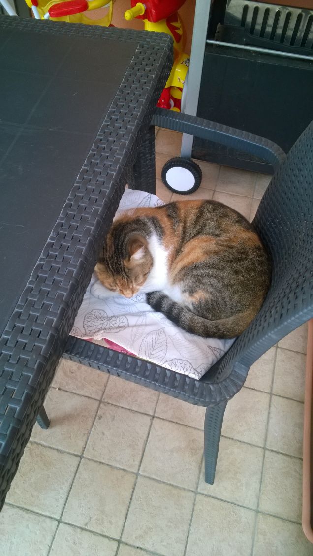 Un gatto che decide di non farsi trovato può piegare se stesso come un fazzoletto, se vuole. (Louis J. Camuti)