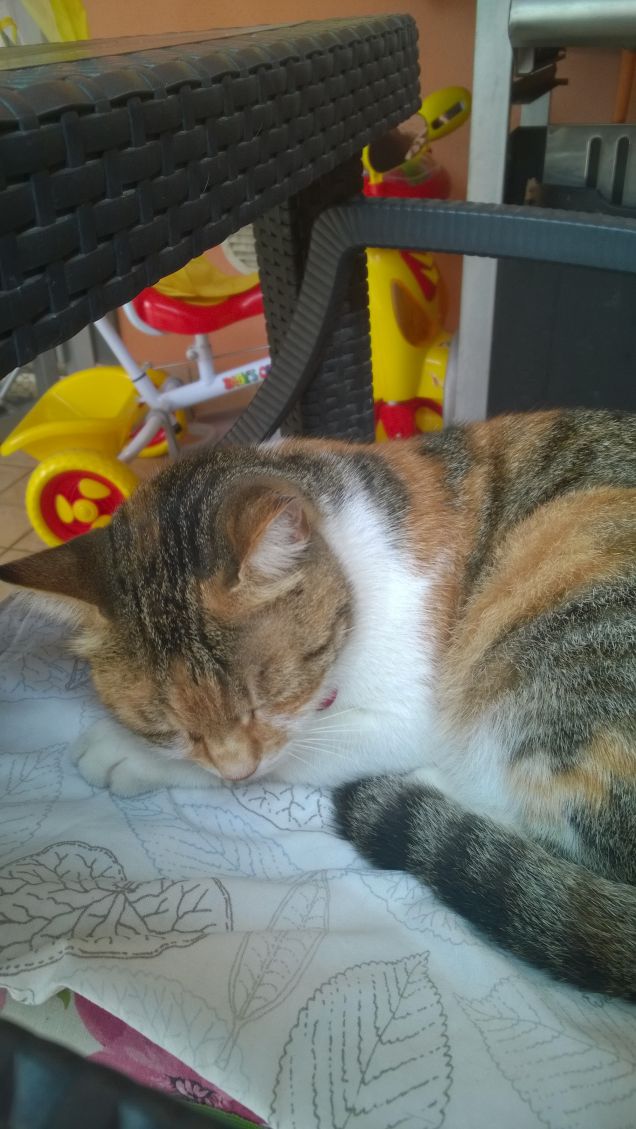 Un gatto è un puzzle per il quale non esiste una soluzione. (Hazel Nicholson)