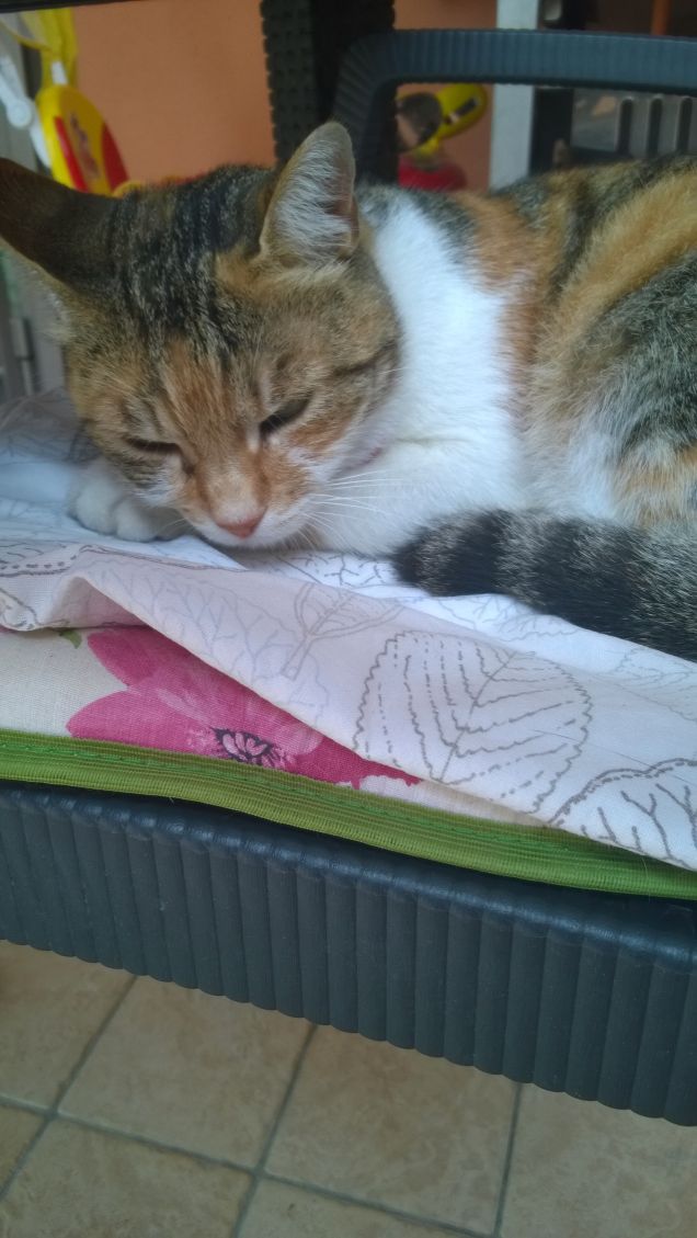 Dormi, dormi, gatto notturno 