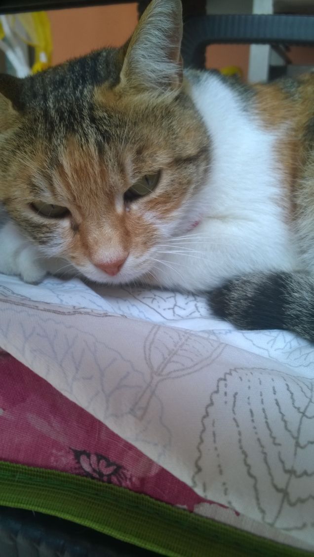 I cani ci insegnano ad amare; i gatti ci insegnano a vivere. (Matt Malloy)