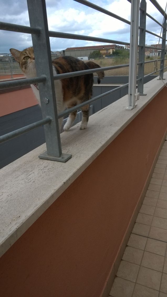 I gatti commettono raramente un errore, e mai per la seconda volta. Carl van Vechten