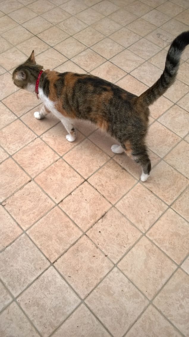 Il gatto ha la virtù del silenzio. Henri Brunel