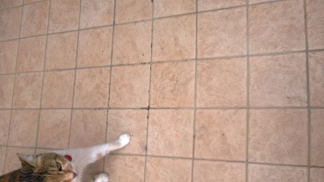 Come ogni proprietario di gatti ben sa, nessuno può possedere un gatto. Ellen Perry Berkeley