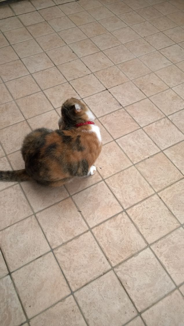 Non c’è alcuna pretesa di simpatia nel gatto. Esso vive solo, assorto, sublime nella sua saggia passività… A.Lang