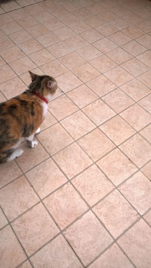 Il gatto è imprevedibile ed ammaliante come un'orchidea selvaggia. Stanislao Nievo