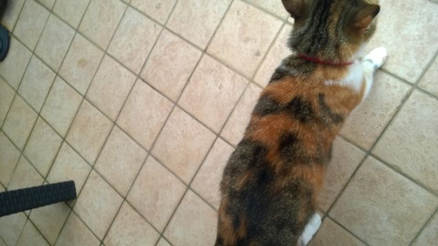 Ho visto guarire più persone alla compagnia di un gatto, di quanto non abbiano fatto tonellate di medicine. Enzo Iannacci