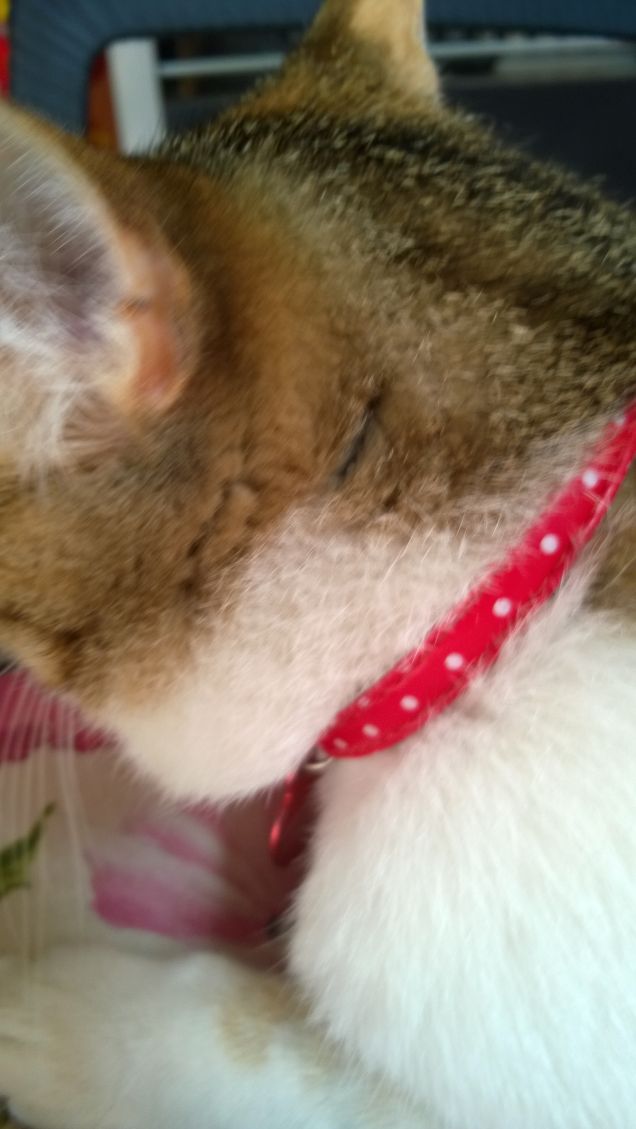 E la libertà il gatto è, al contrario di noi, riuscita a possederla e a farne una filosofia di vita.