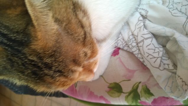 Non ammette imposizioni e non si affanna a venir subito da noi se chiamata.