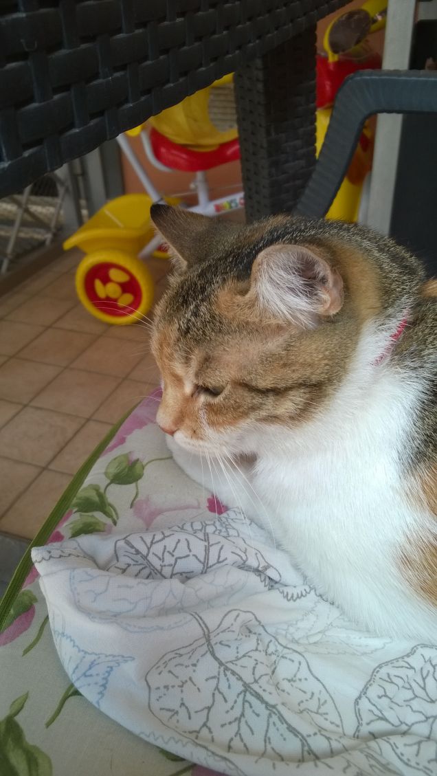 Ha ben altro da fare in questo momento