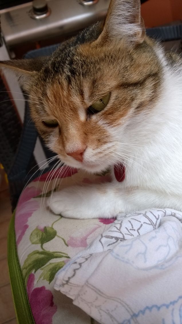 Il gatto è la quintessenza dell’eleganza e dell’intelligenza. Aristocratico e dignitoso