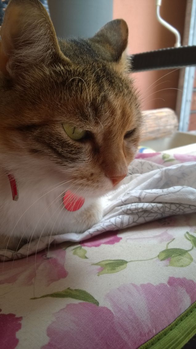 Se il gatto e il topo trovano un accordo, il droghiere è rovinato. PROVERBIO IRANIANO