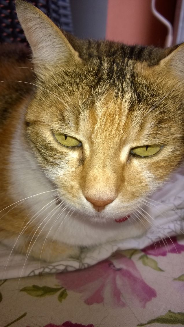 Padrone felice, gatto felice. Padrone indifferente, gatto scontento.PROVERBIO CINESE