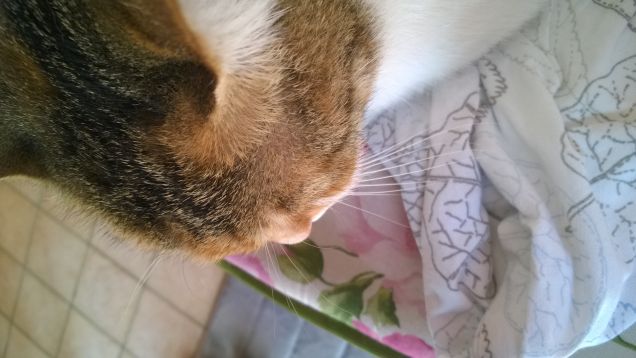 Ogni vita dovrebbe avere sette gatti.  Anonimo