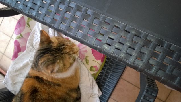 Mi dà sempre un brivido quando osservo un gatto che sta osservando qualcosa che io non riesco a vedere. Eleanor Farjeon