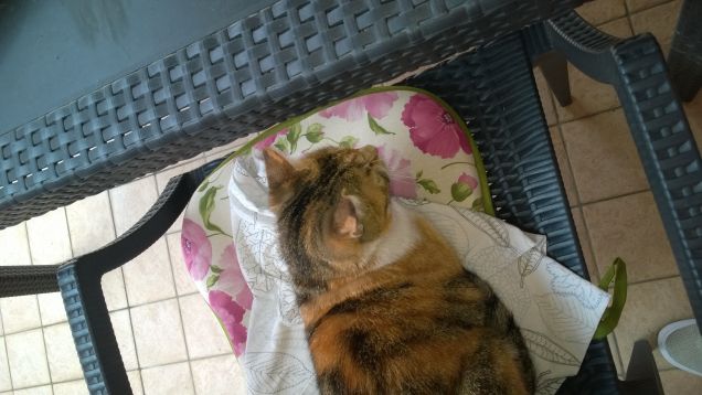 Per me, uno dei piaceri della compagnia del gatto è la loro devozione alla comodità.  Compton Mackenzie