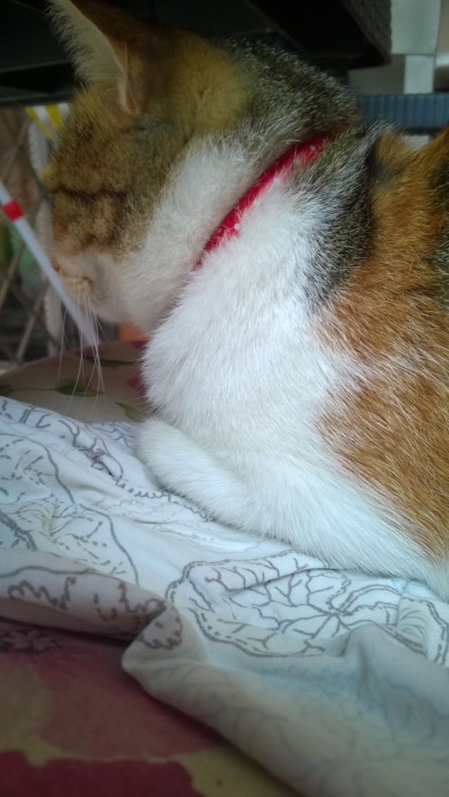 La mia piccola pigrona.