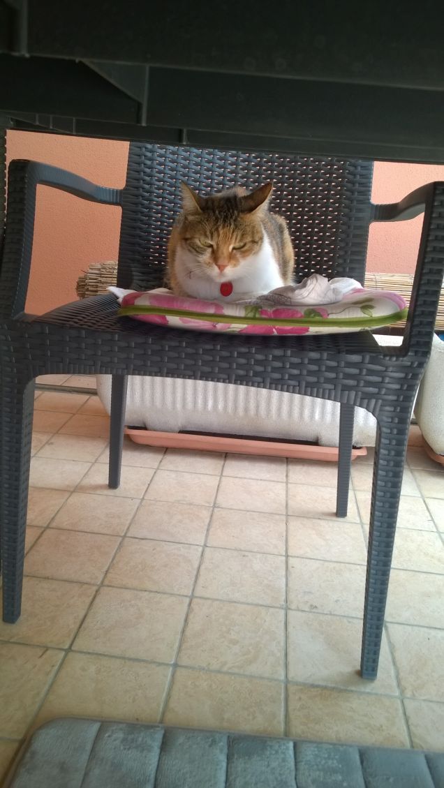 La gatta venuta da lontano.