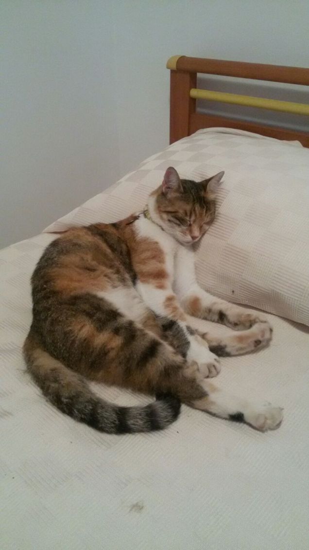 Il cuscino è veramente molto comodo.