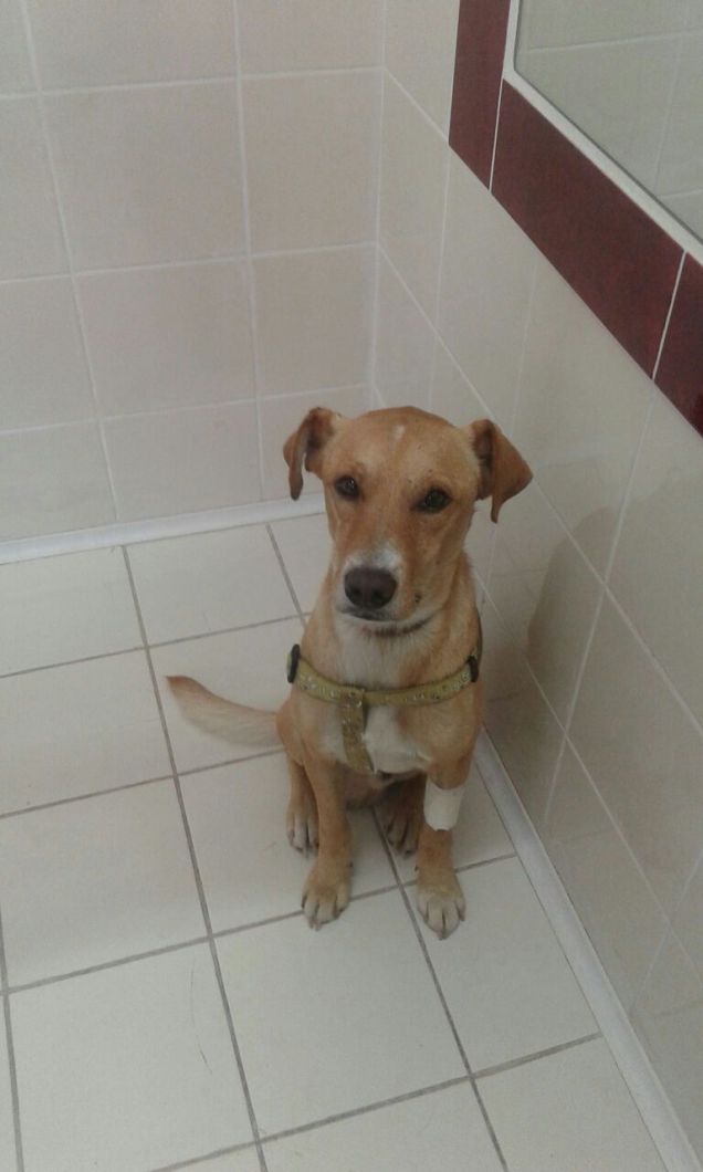 Lucky dal veterinario