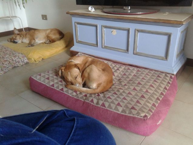 Lucky ospite da amici