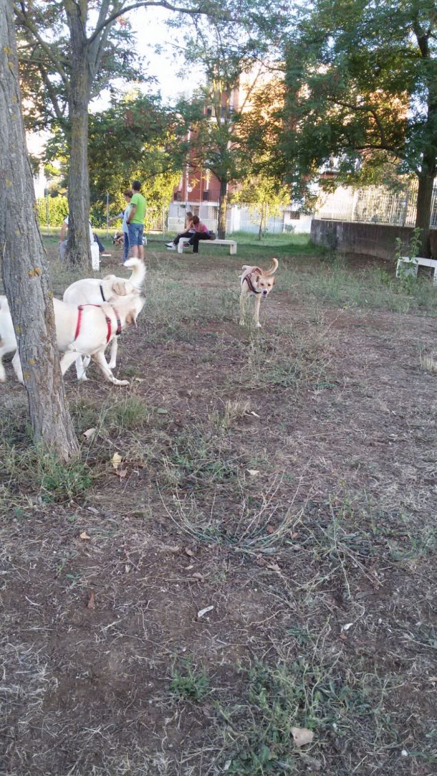 Lucky al parco area cani.