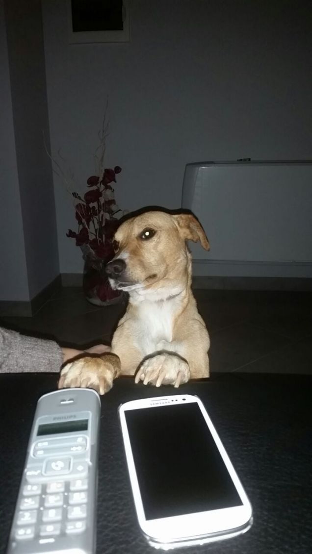 Non sa se telefonare o guardare la TV