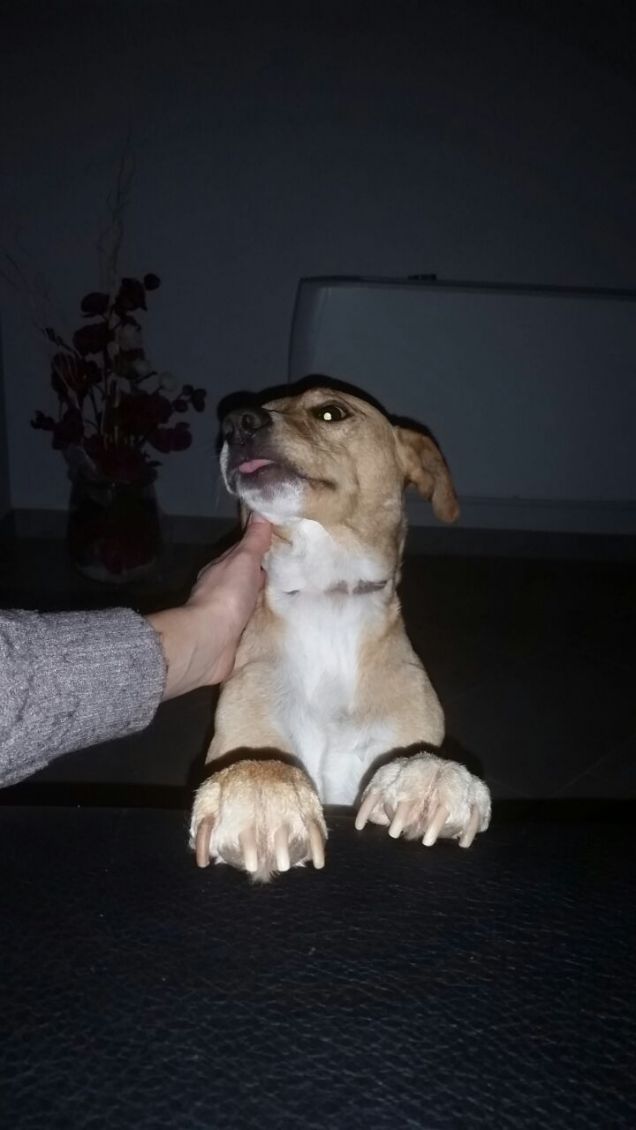 In cerca di coccole.