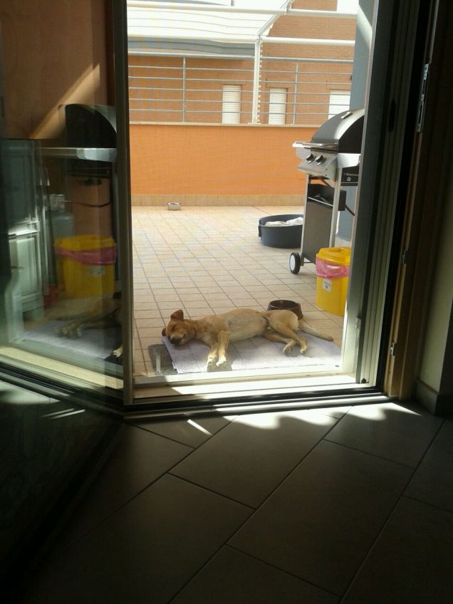 Svenuto dalla stanchezza