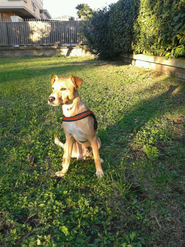 Felice di stare in giardino.