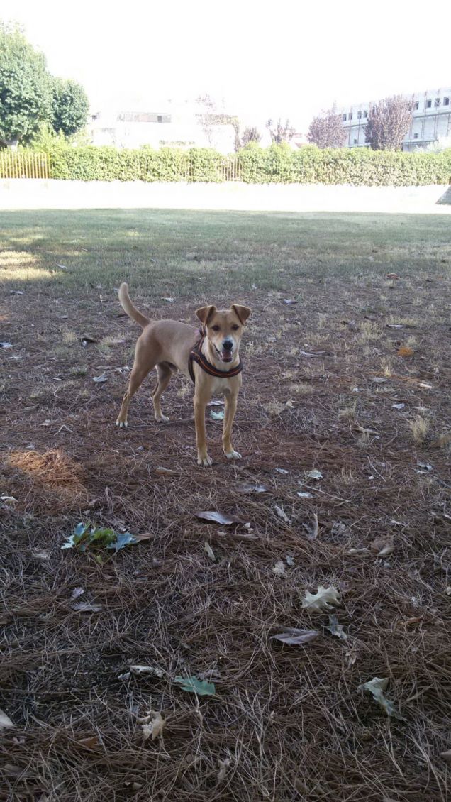 Datemi un prato e sarò felice.