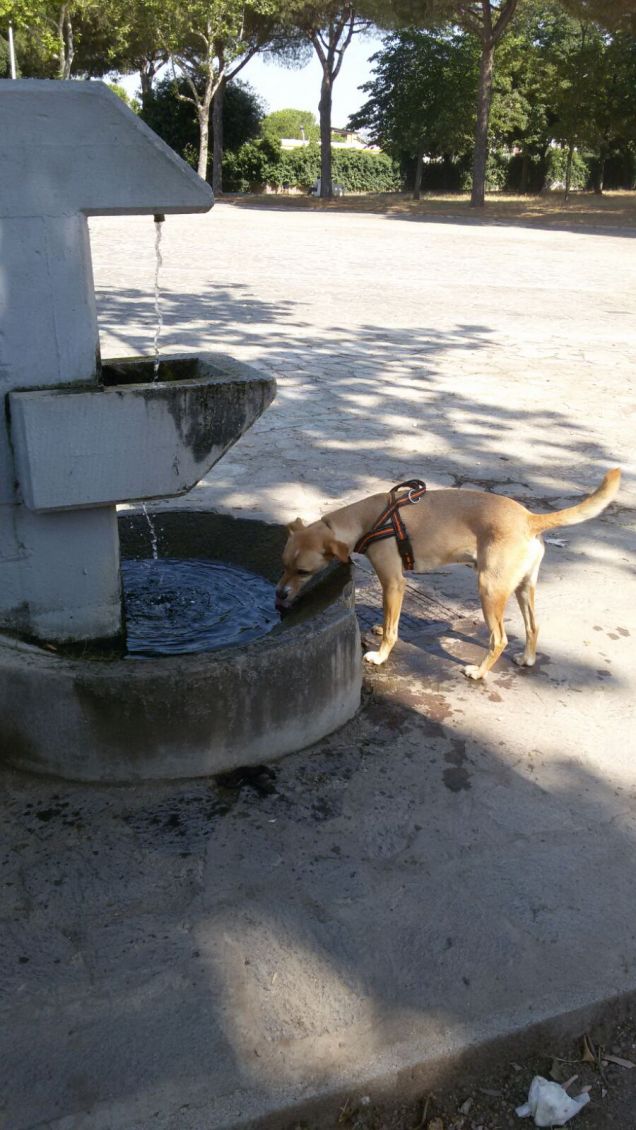 Bevo nella fontana