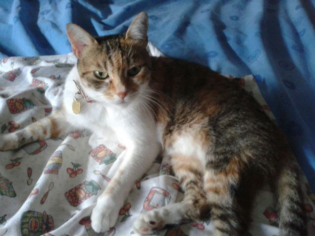 Eccomi ci sono anch'io