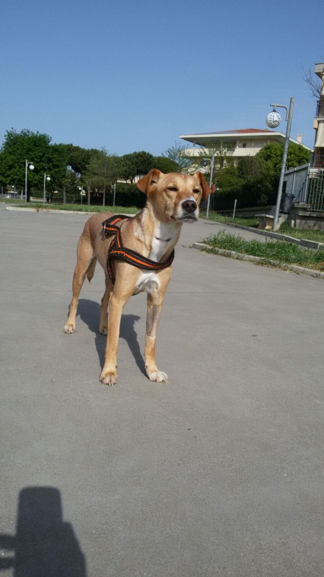 Annusando l'aria del mattino.