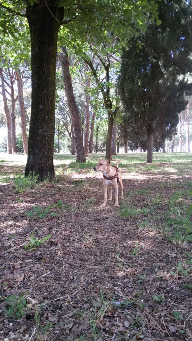 Questo parco è bellissimo.