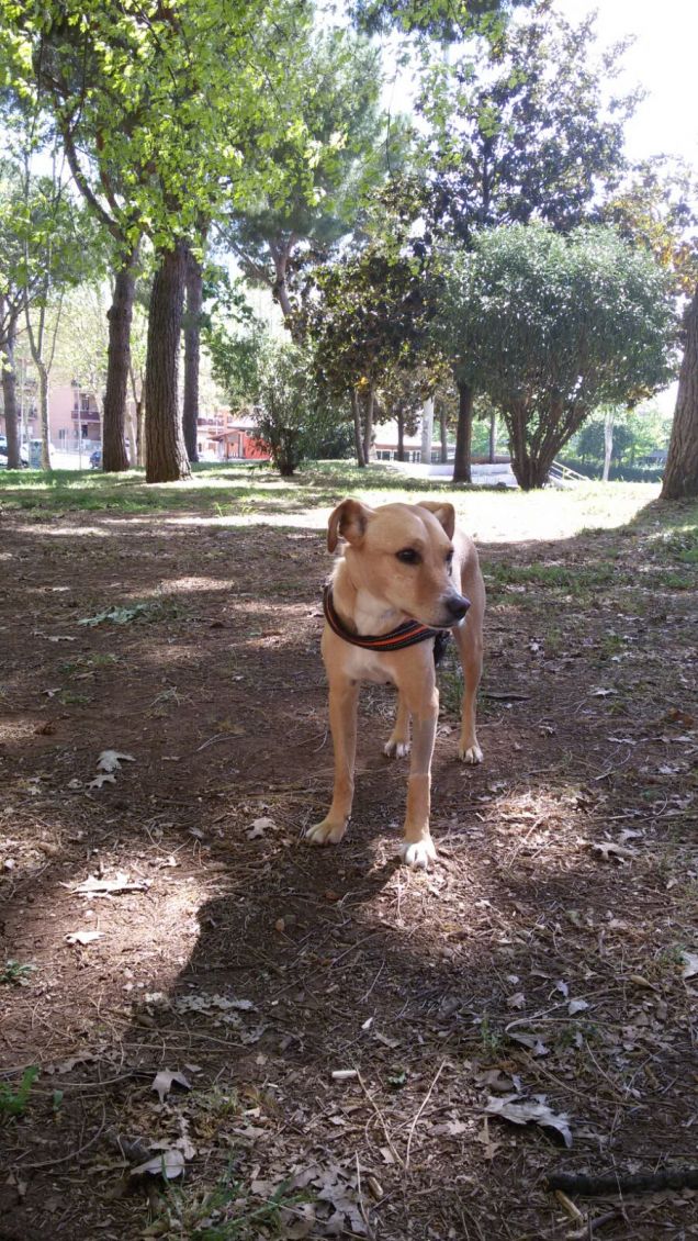 Mi piace passeggiare.